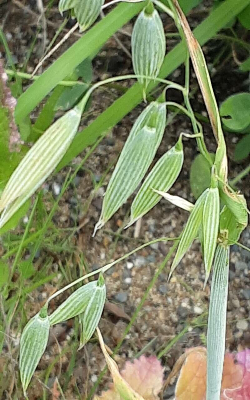 Avena sativa