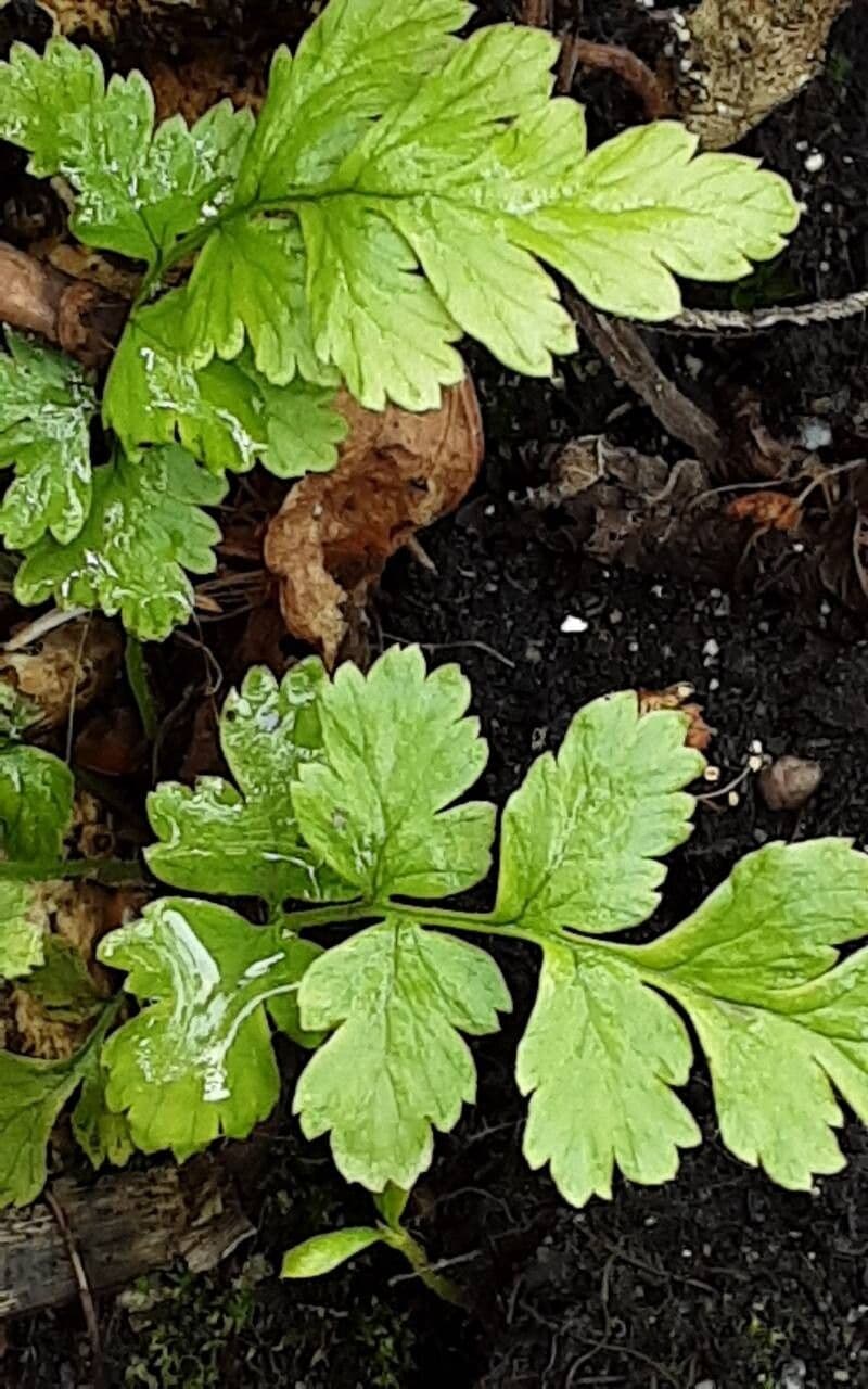 Dryopteris cristata