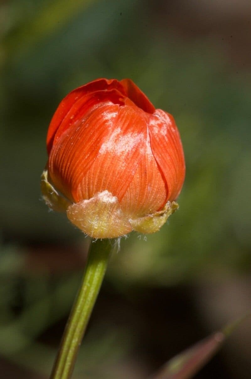 Adonis flammea