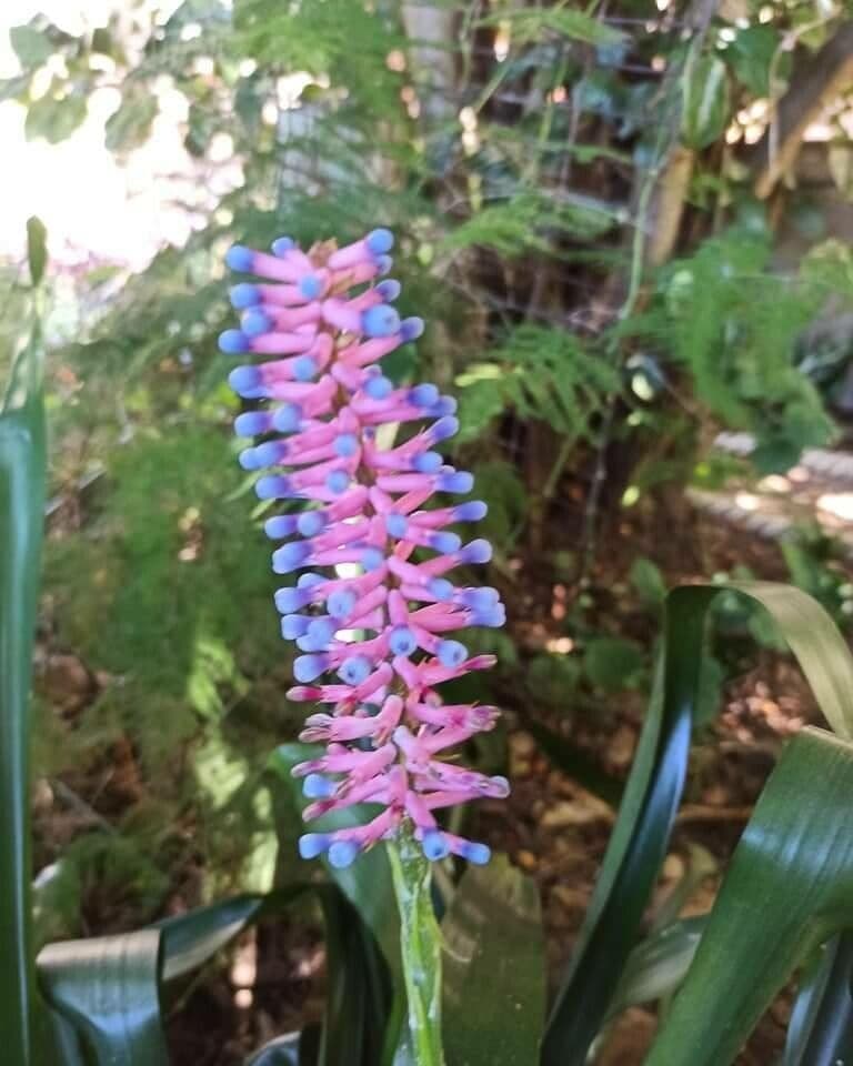 Aechmea gamosepala