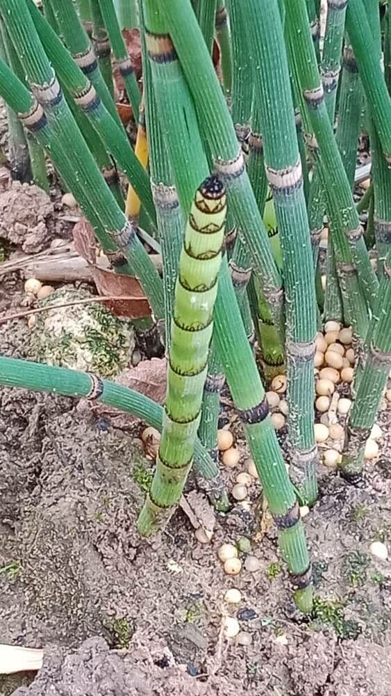 Equisetum hyemale