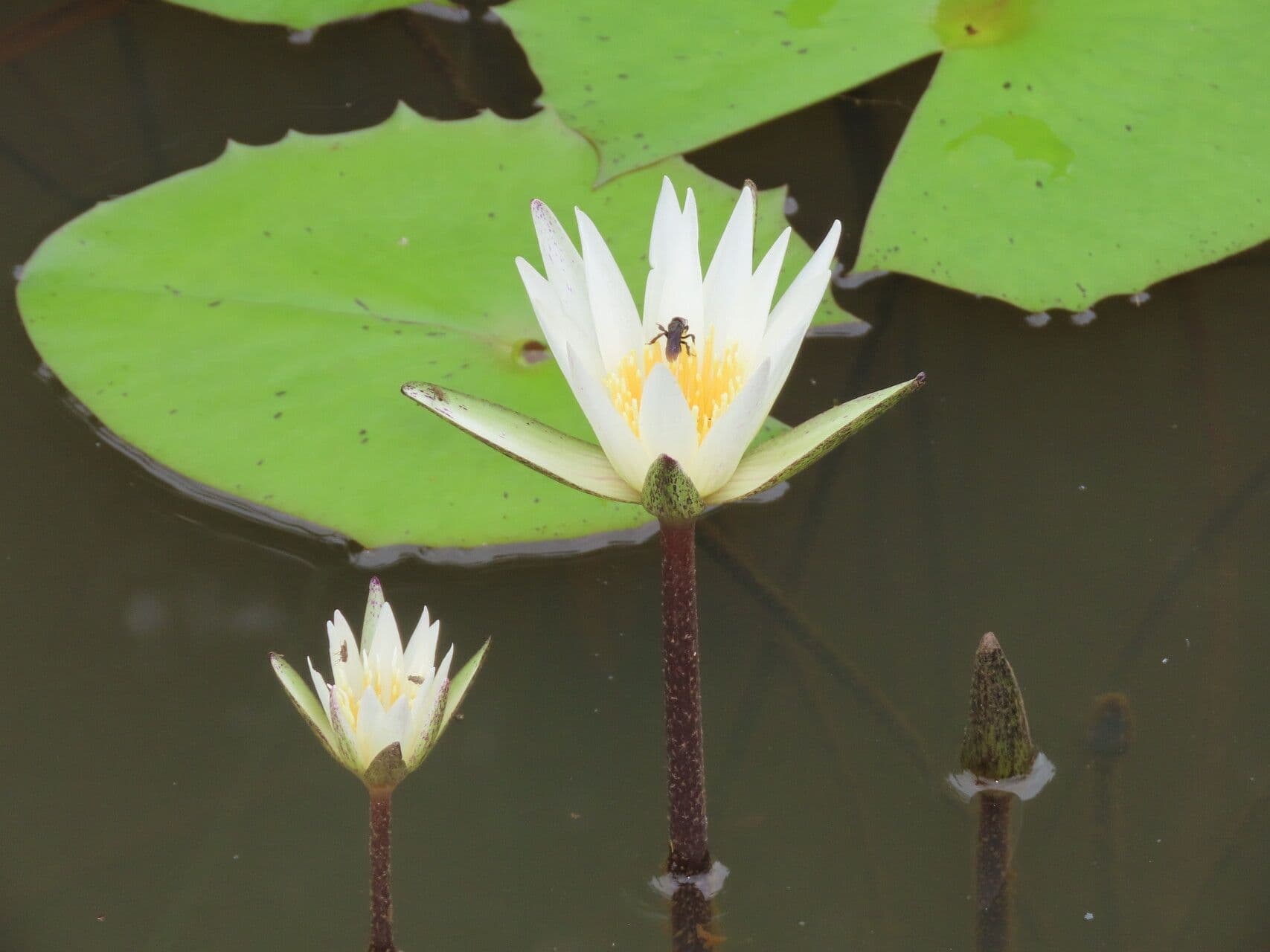 Nymphaea ampla