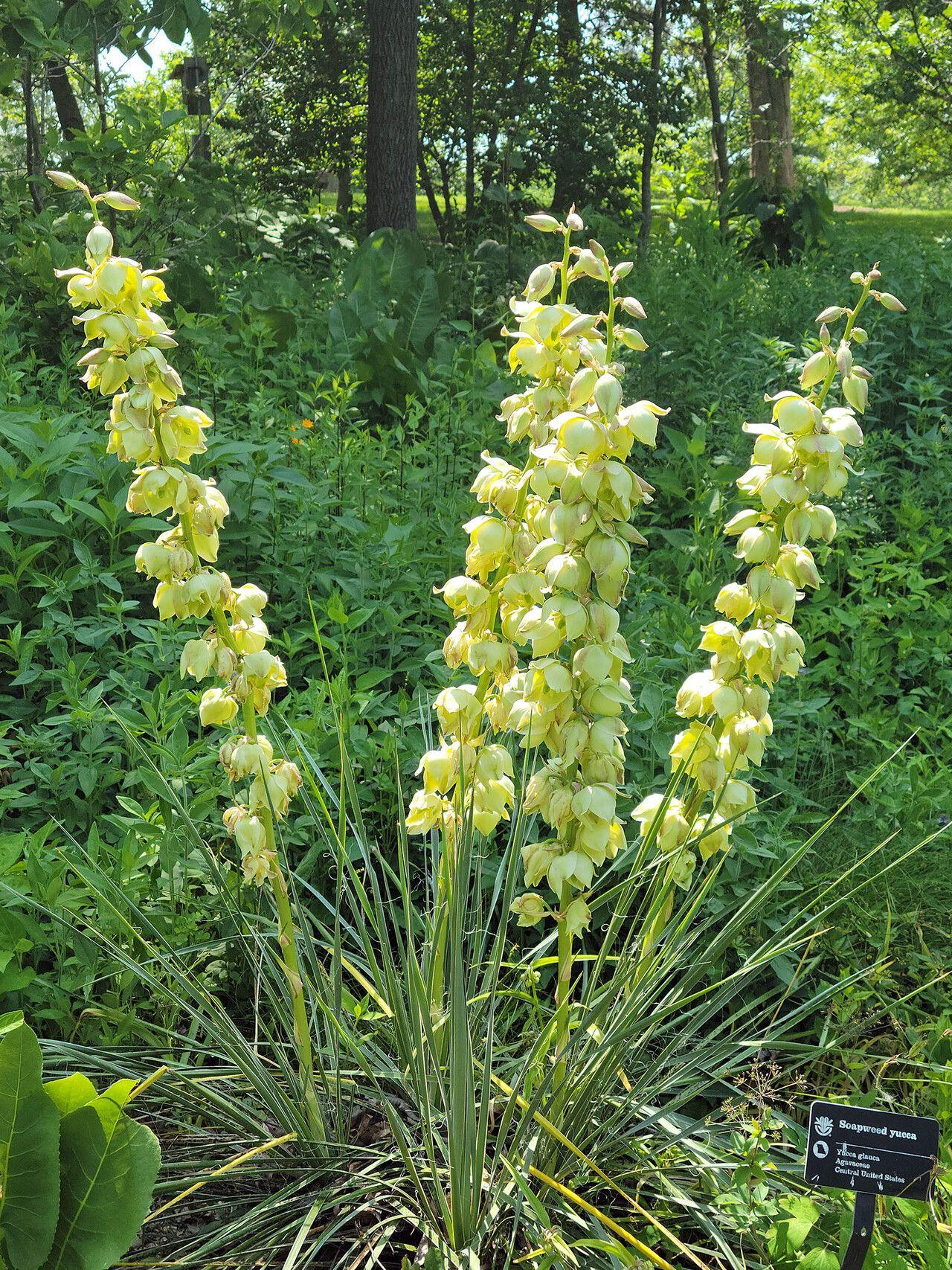 Yucca glauca