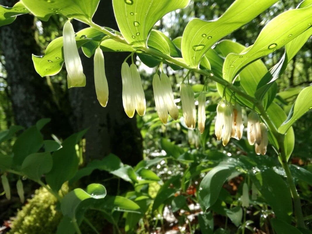 Polygonatum odoratum