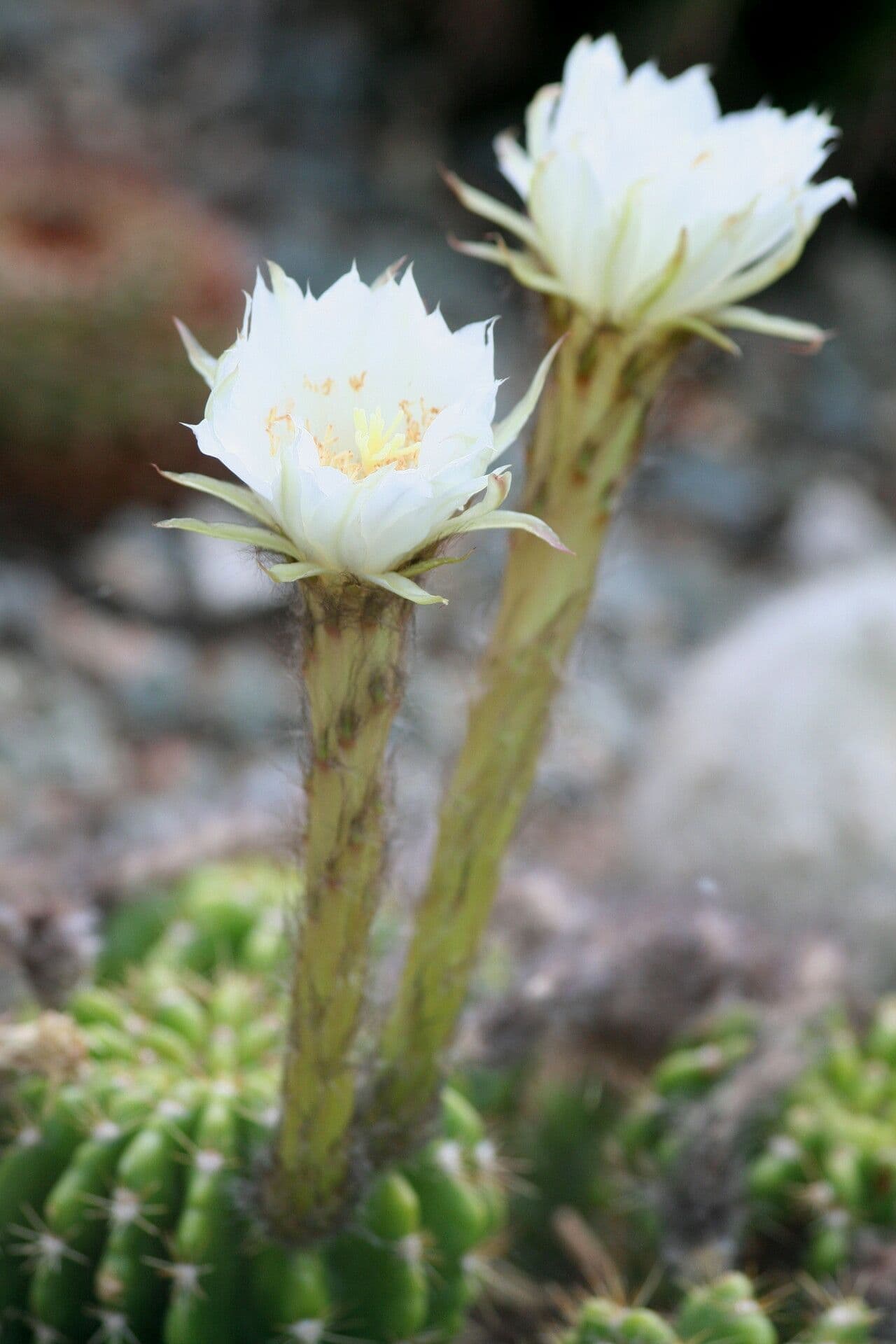 Echinopsis calochlora