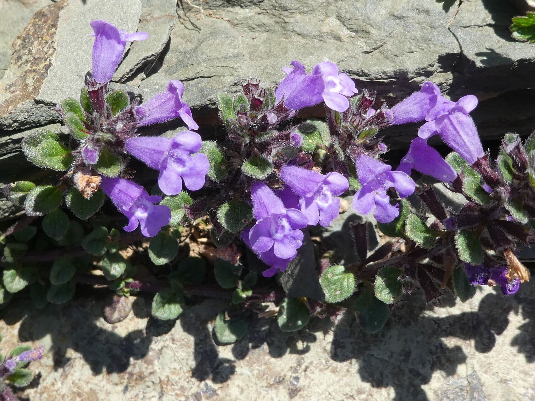 Clinopodium acinos