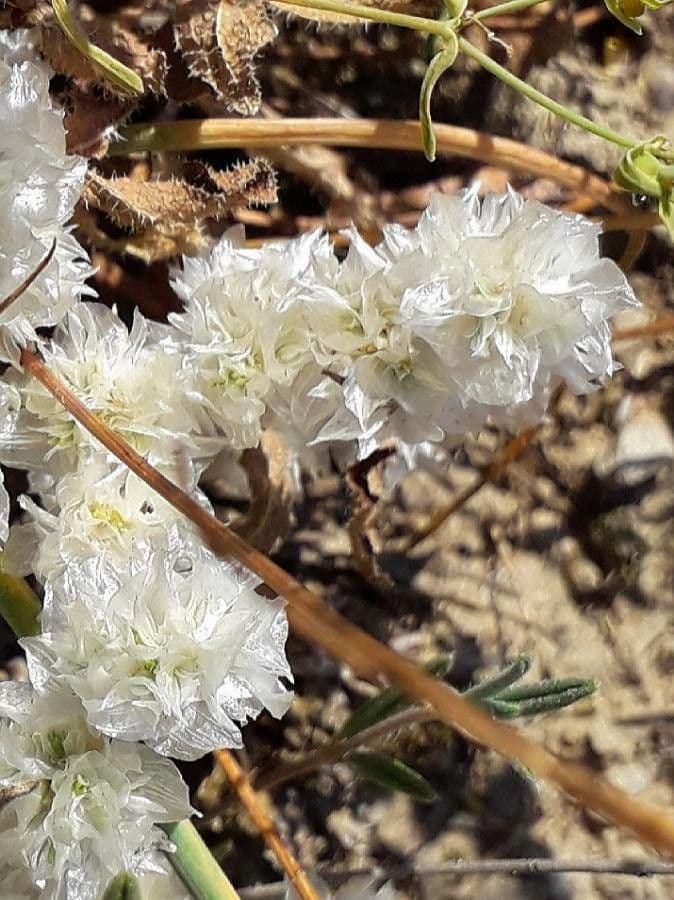 Paronychia capitata