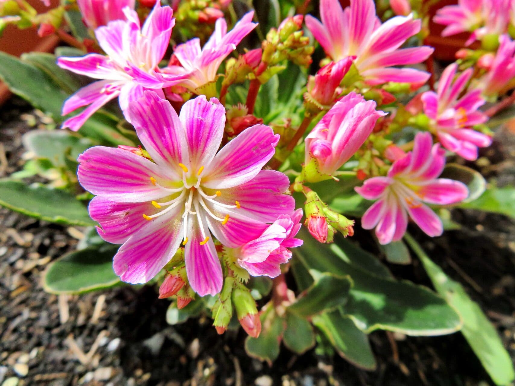 Lewisia cotyledon