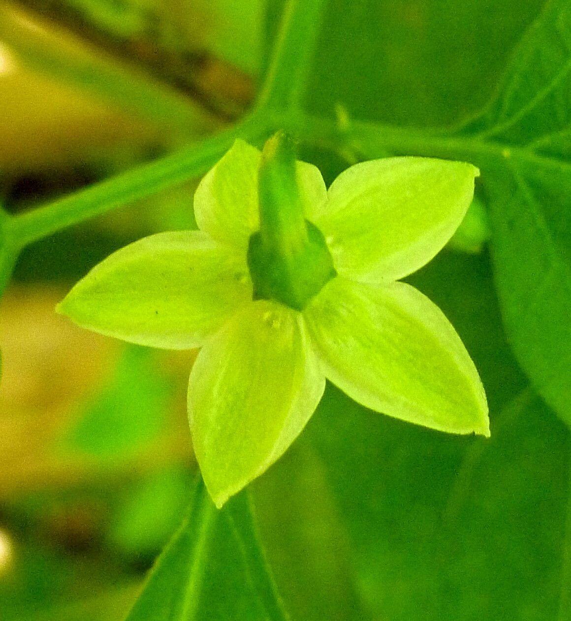 Capsicum chinense