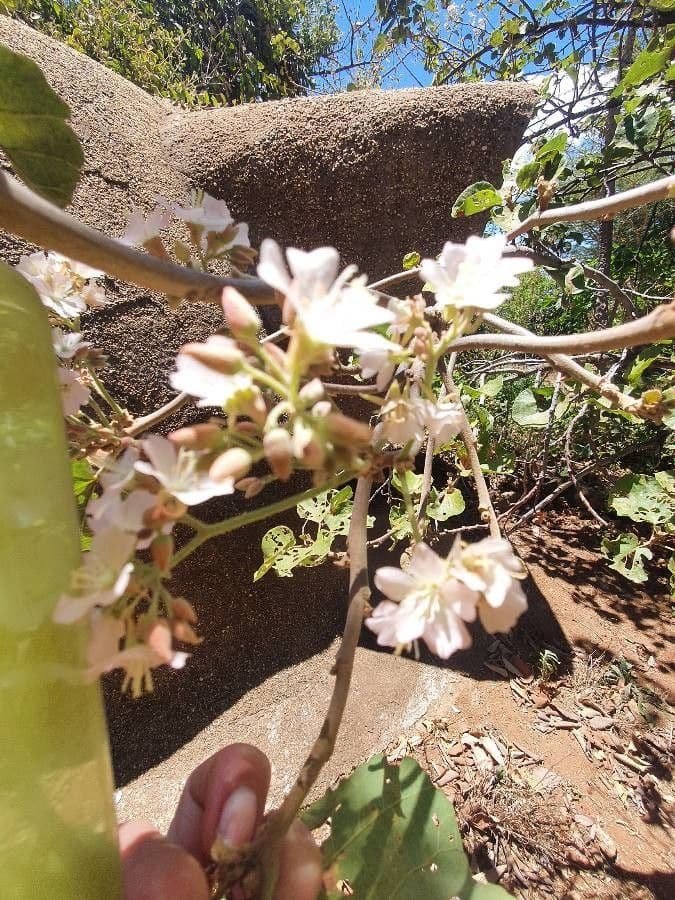 Dombeya rotundifolia