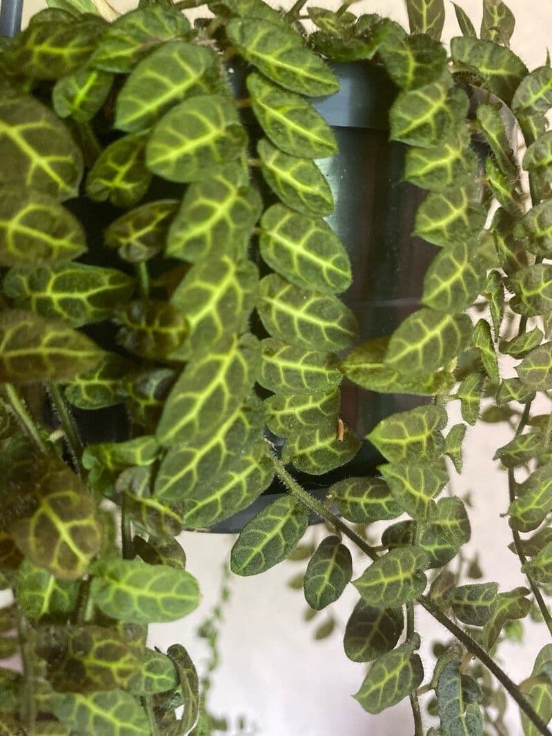 Peperomia prostrata