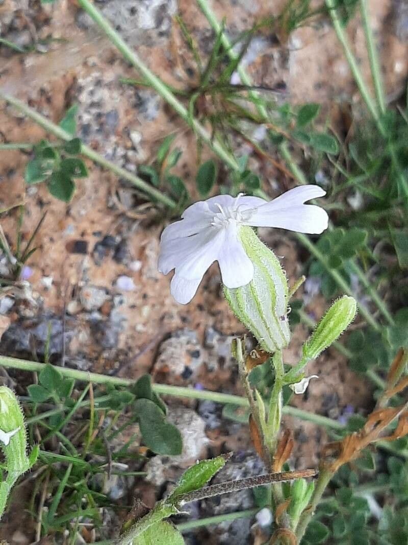 Silene sericea