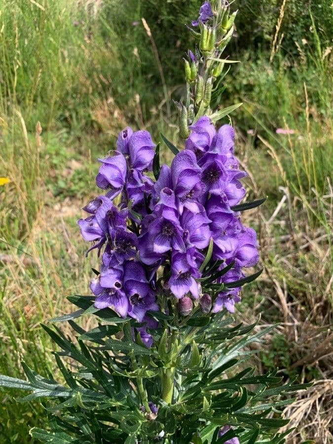 Aconitum variegatum