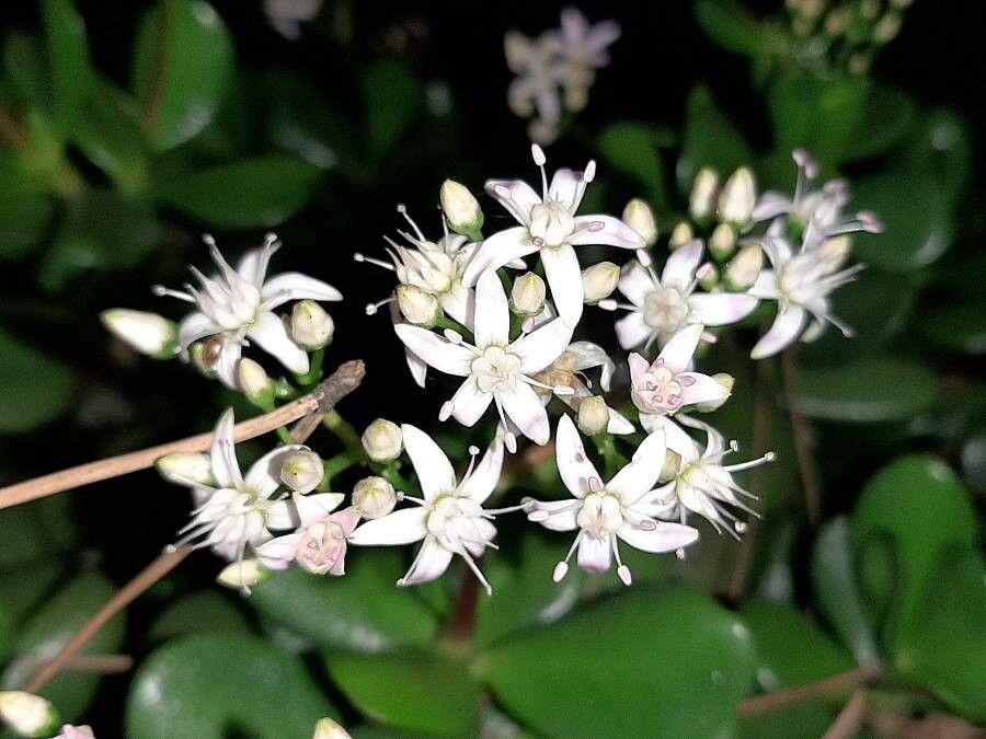 Crassula ovata