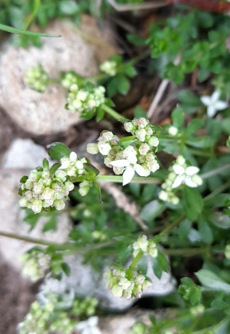 Galium saxatile