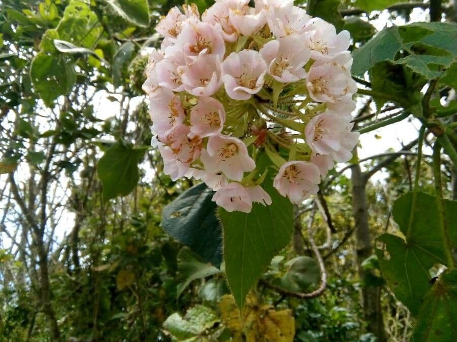 Dombeya pilosa