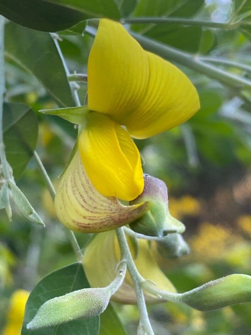 Crotalaria laburnifolia