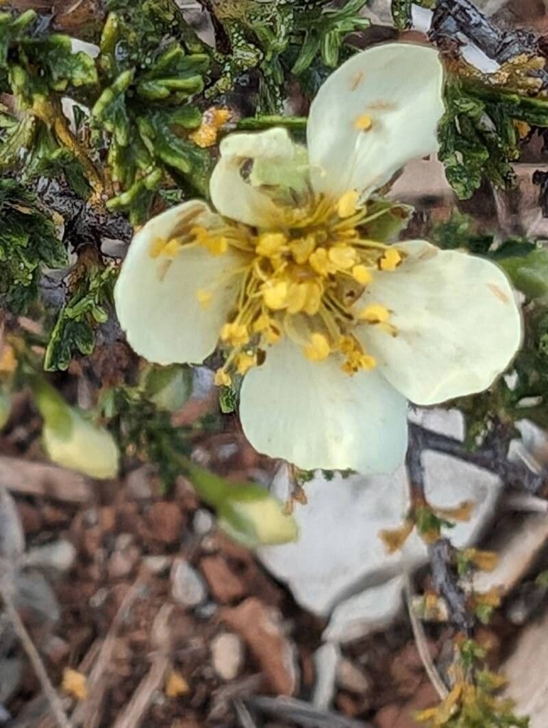 Purshia tridentata