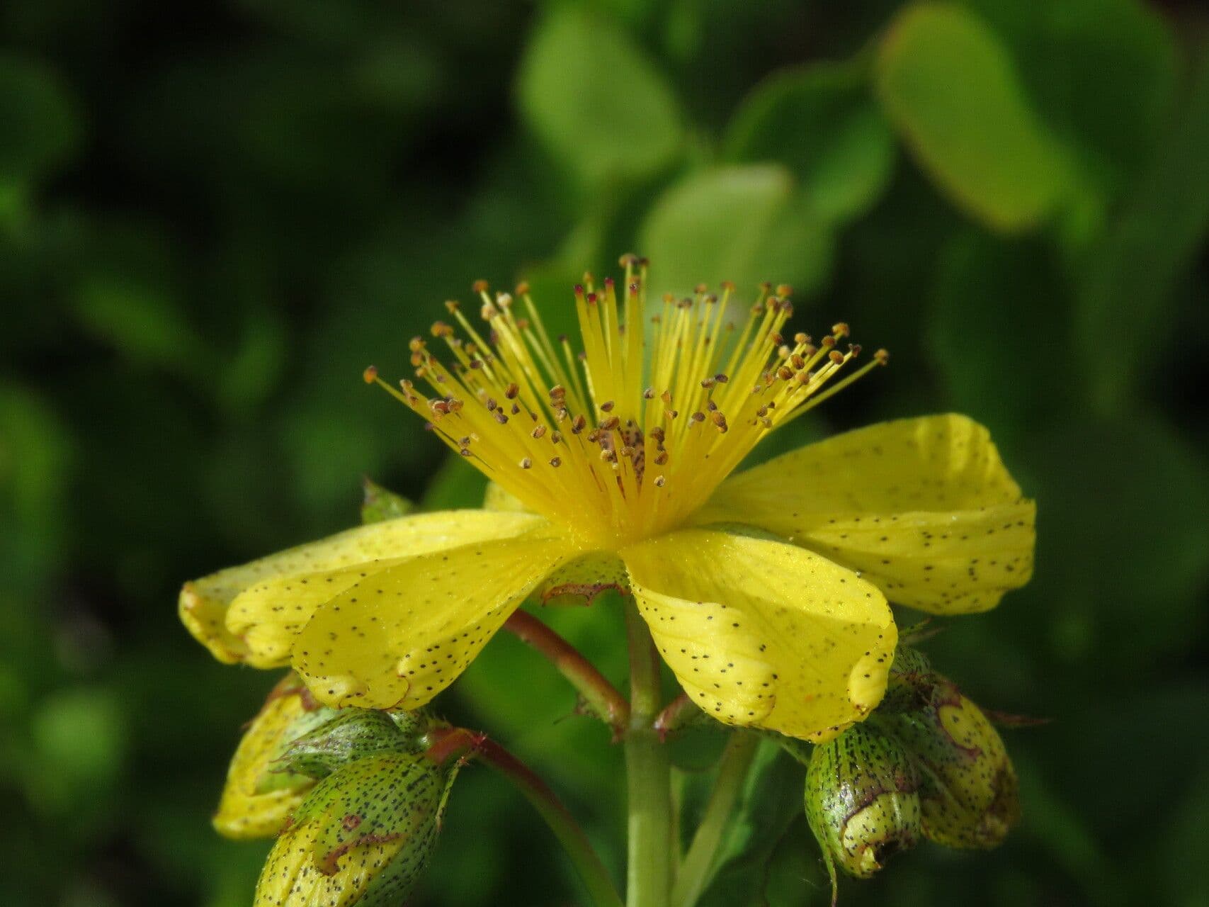 Hypericum richeri
