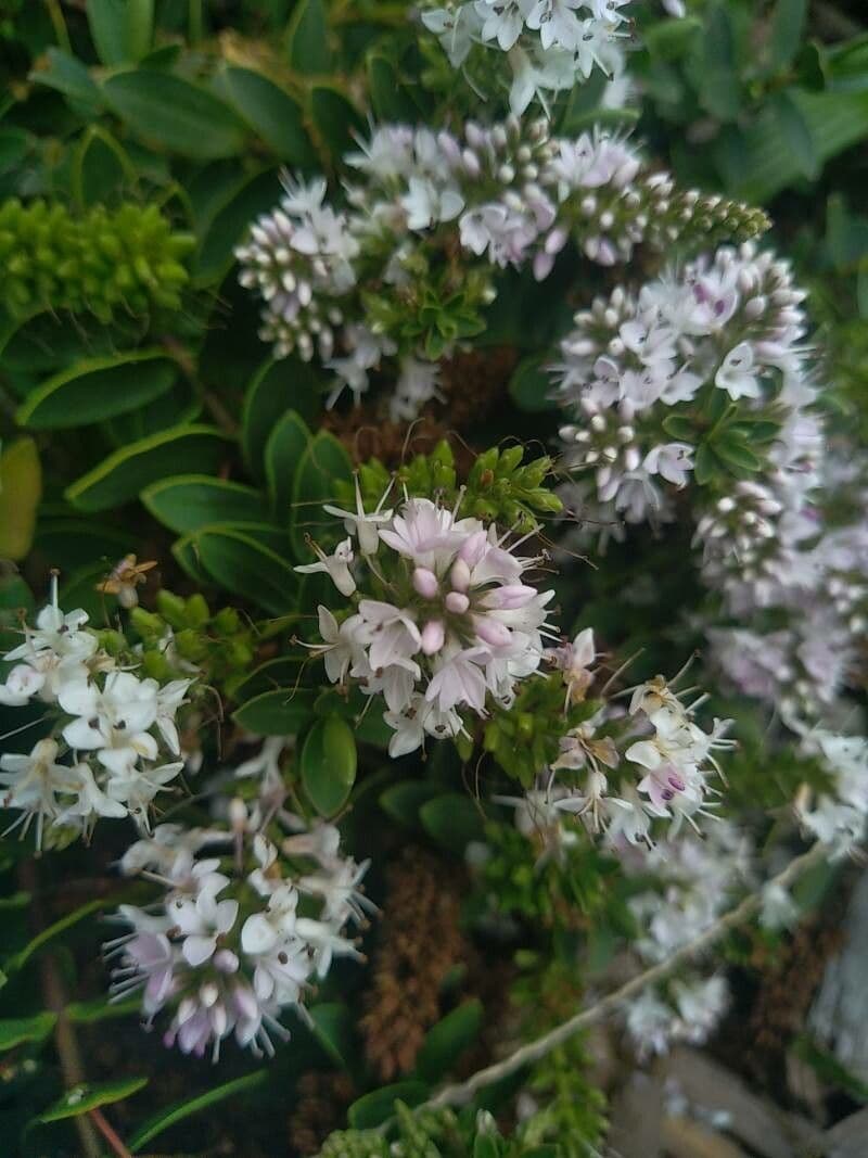 How To Grow Veronica brachysiphon | EarthOne