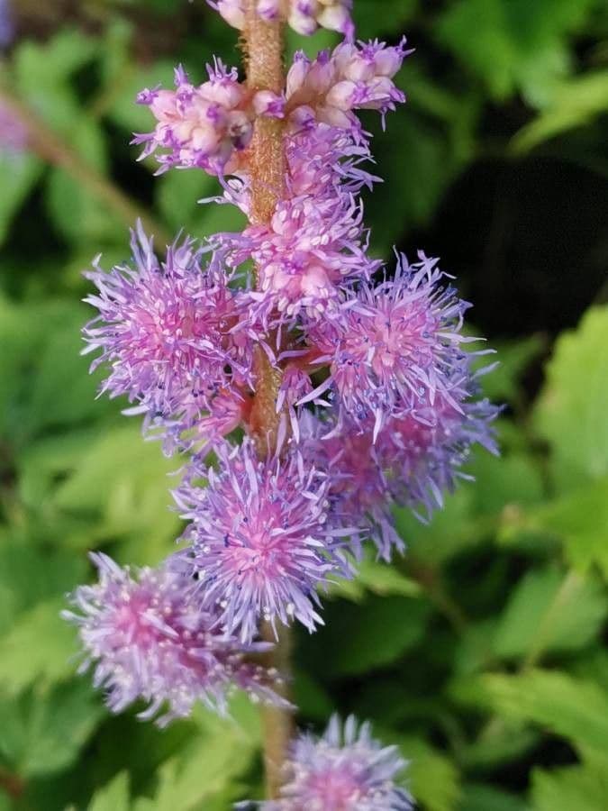 Astilbe rubra