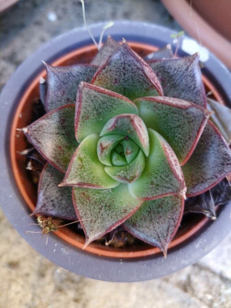 Echeveria purpusorum