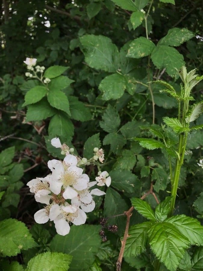 Rubus imbricatus