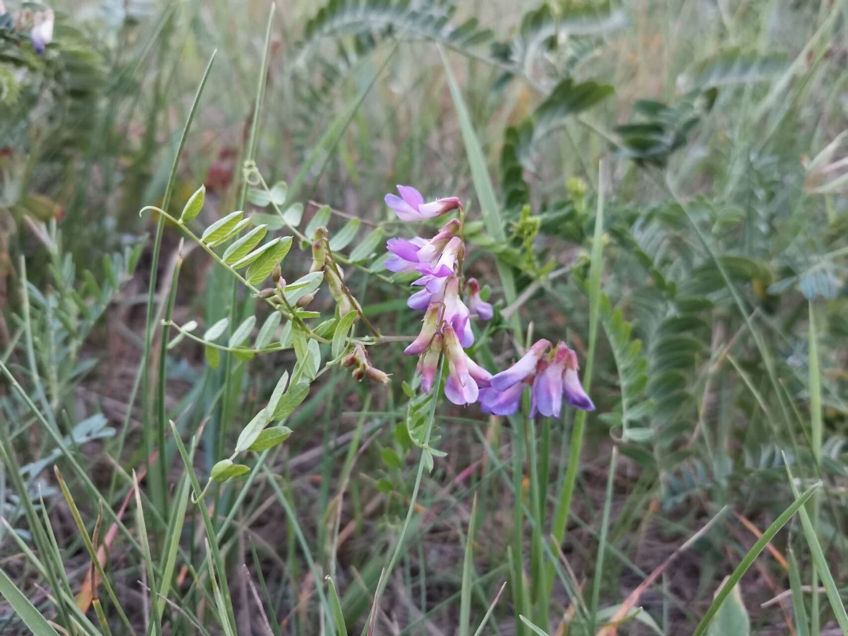 Vicia cassubica