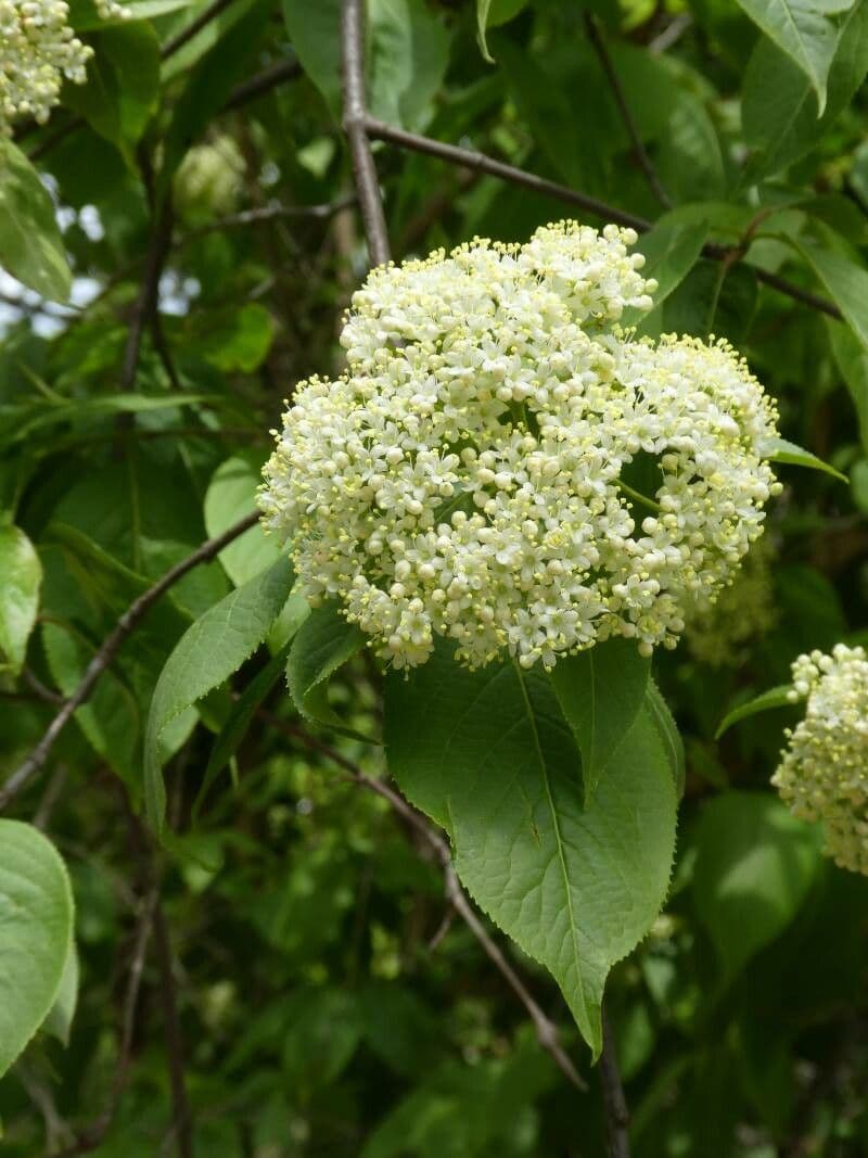 Viburnum lentago