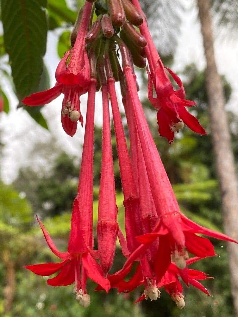 Fuchsia boliviana