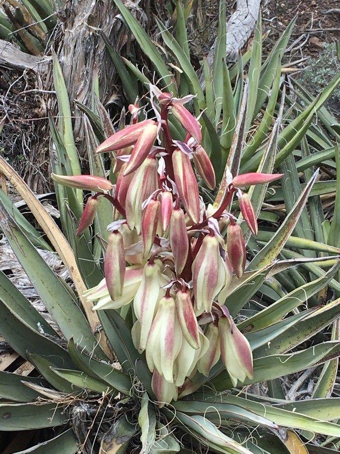 Yucca baccata