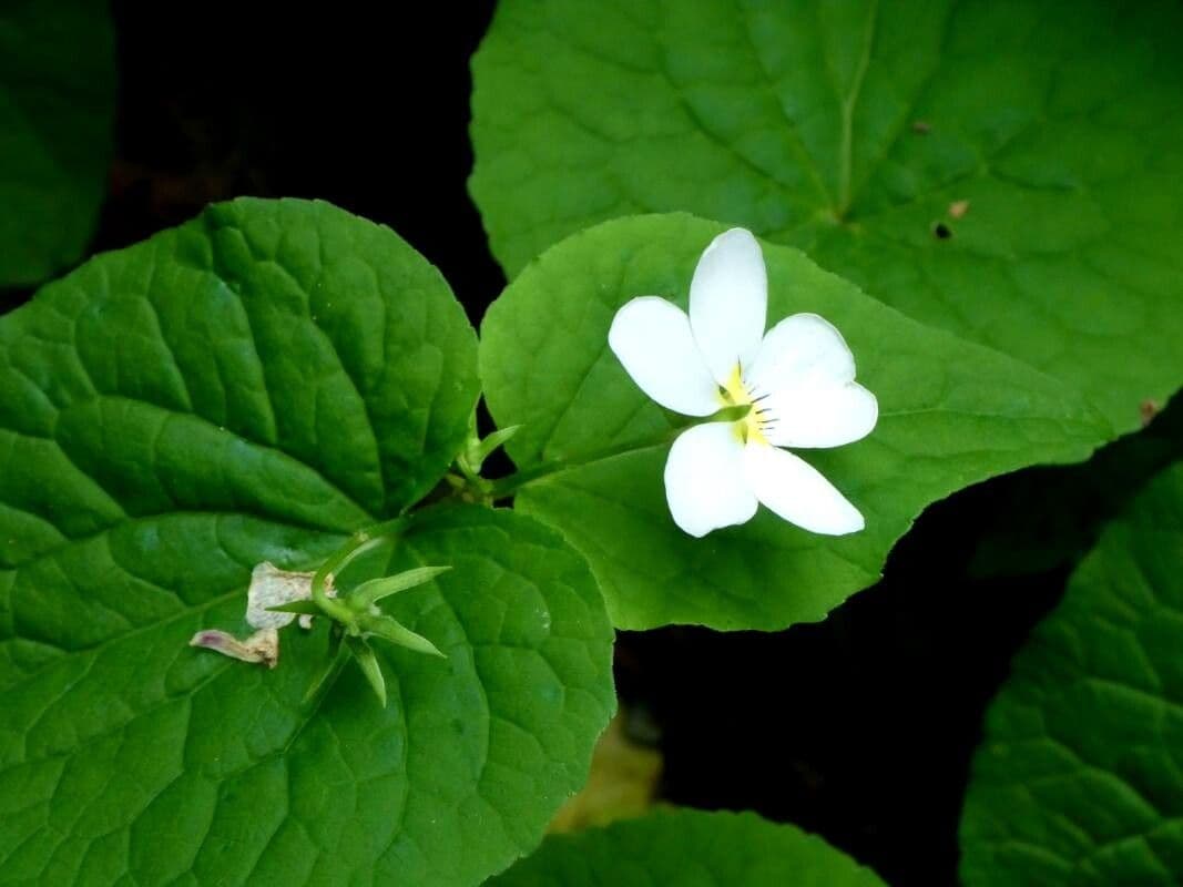 Viola canadensis