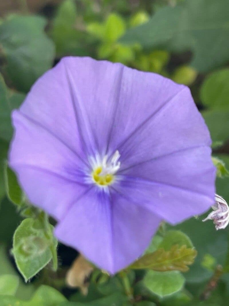 Convolvulus sabatius