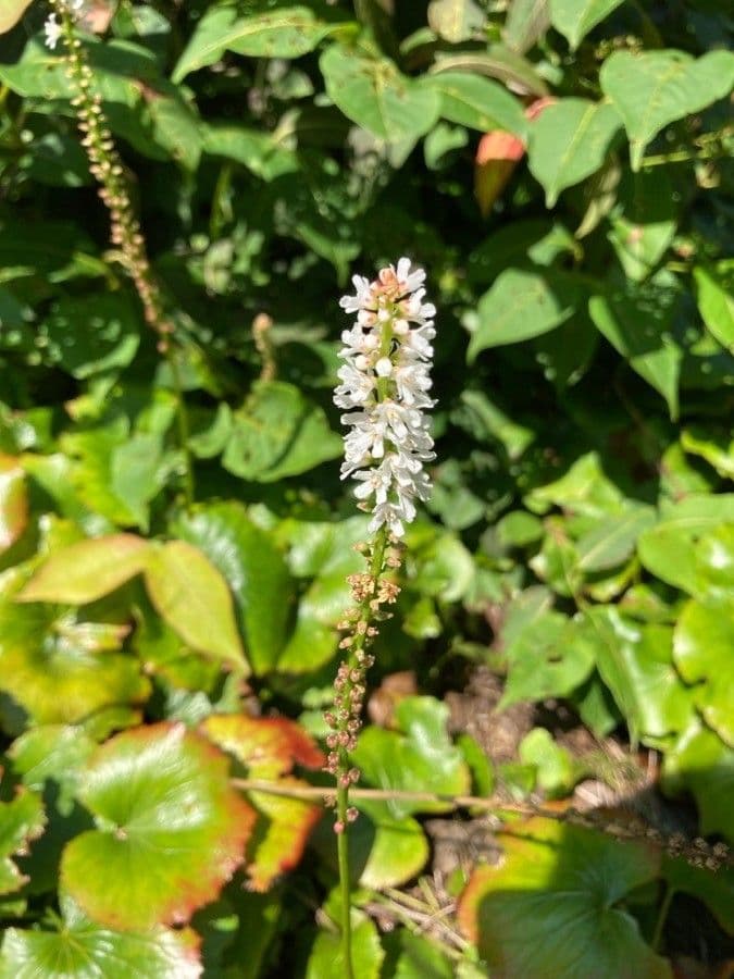 Galax urceolata