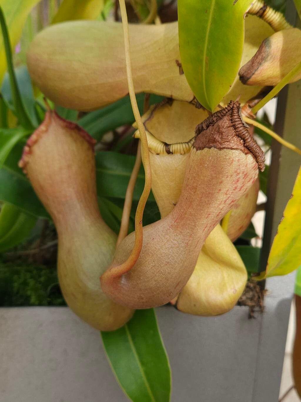 Nepenthes mirabilis