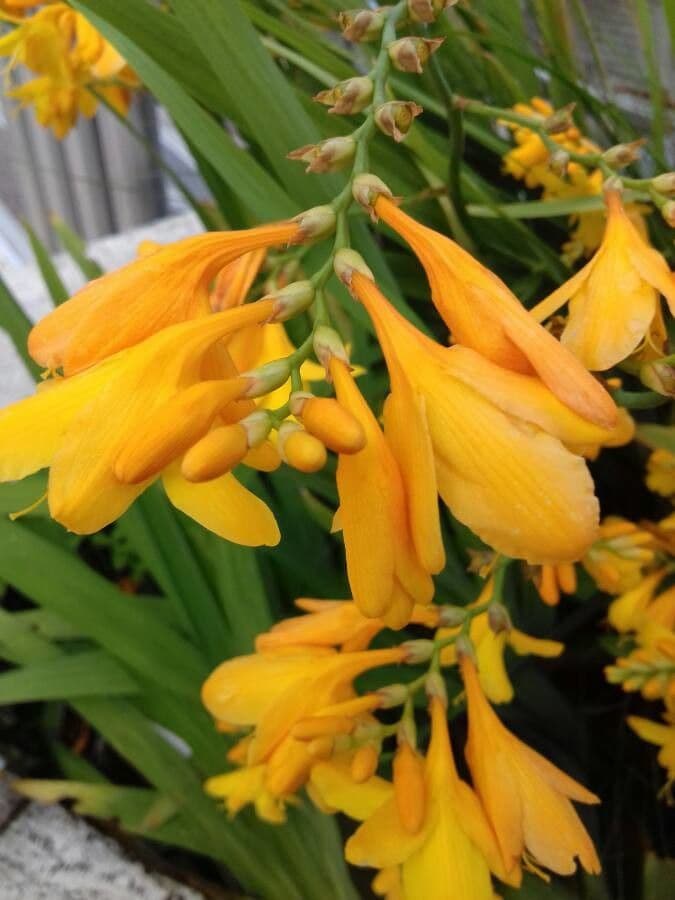 Crocosmia aurea