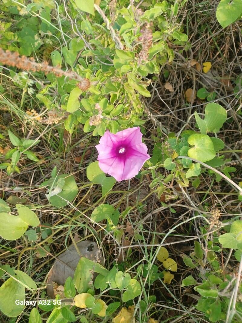 Ipomoea cordatotriloba