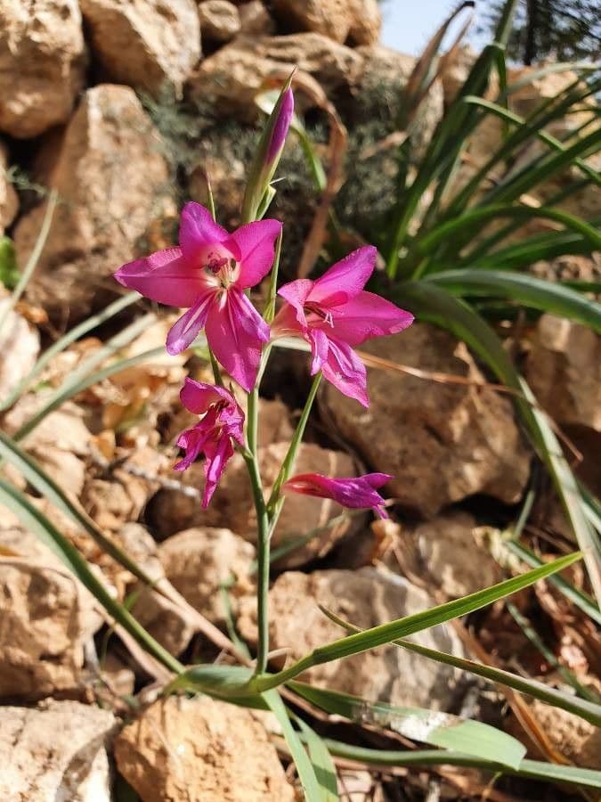 Gladiolus illyricus