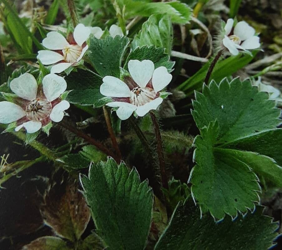 Potentilla micrantha