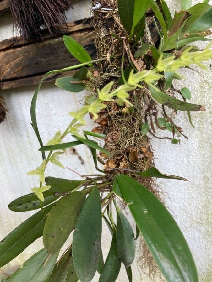Bulbophyllum nutans
