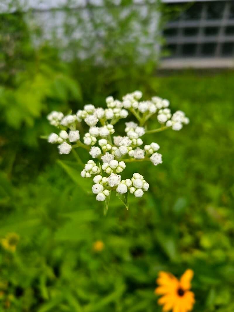 Parthenium integrifolium