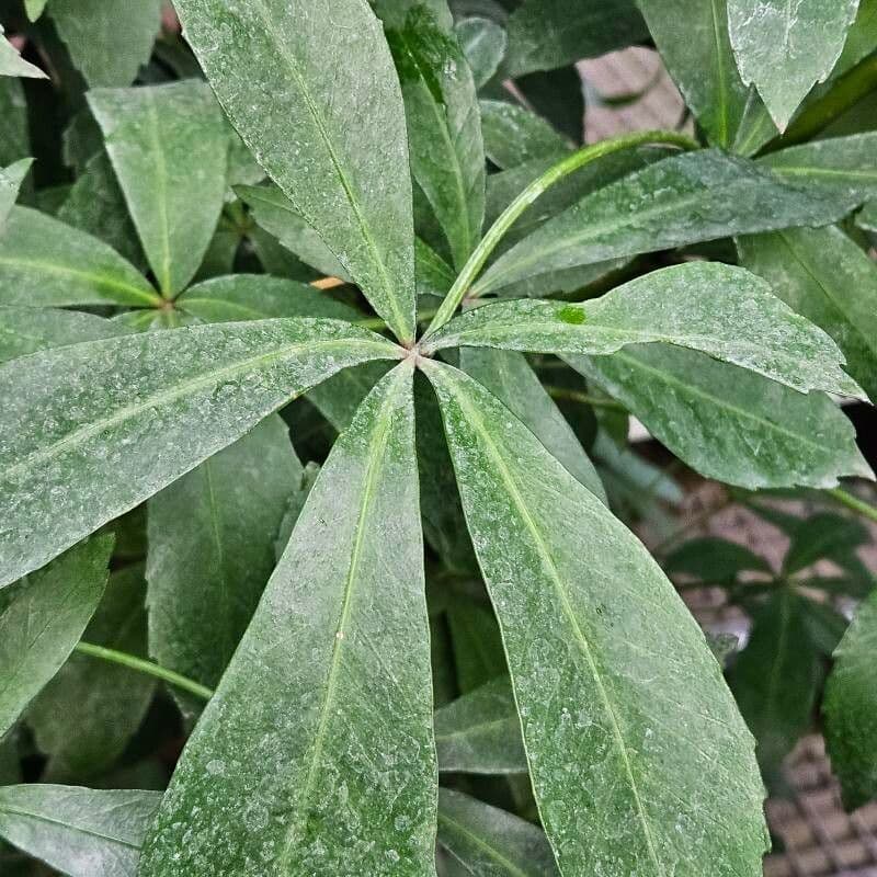 Pseudopanax lessonii