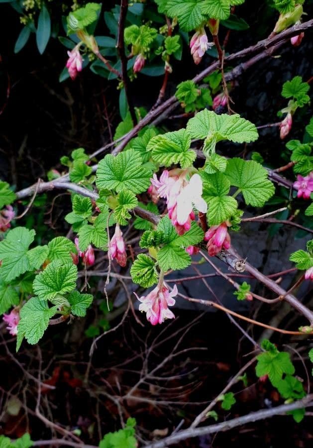 Ribes sanguineum