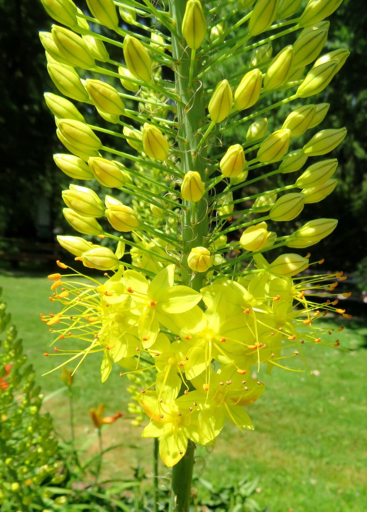 Eremurus stenophyllus