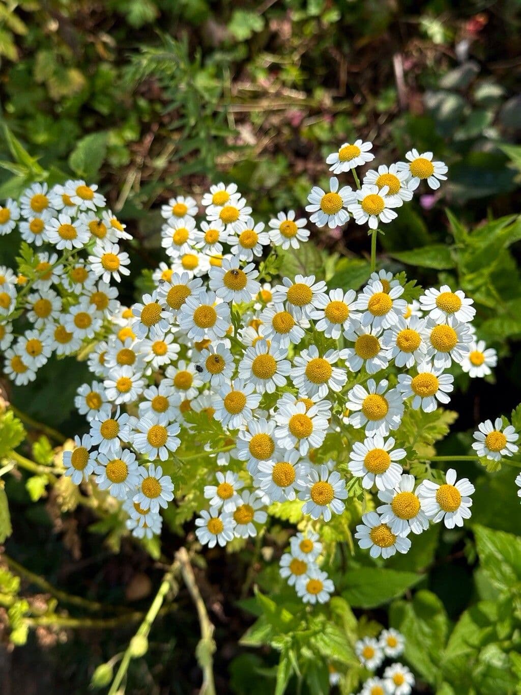 Tanacetum parthenium