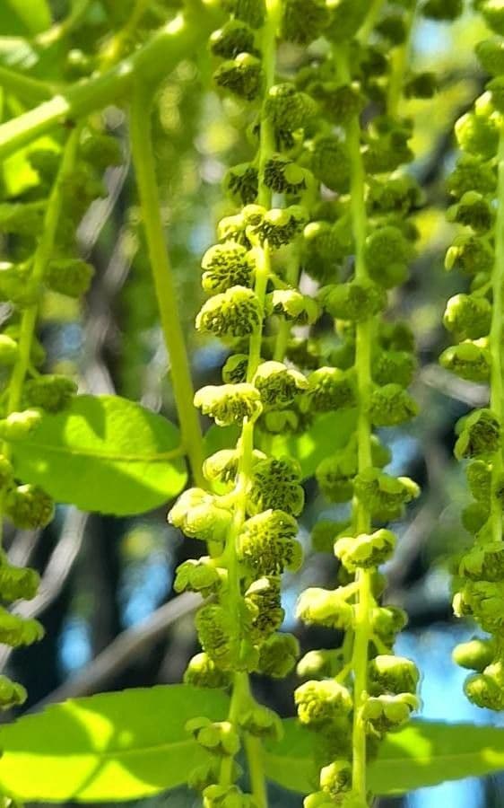 Juglans californica