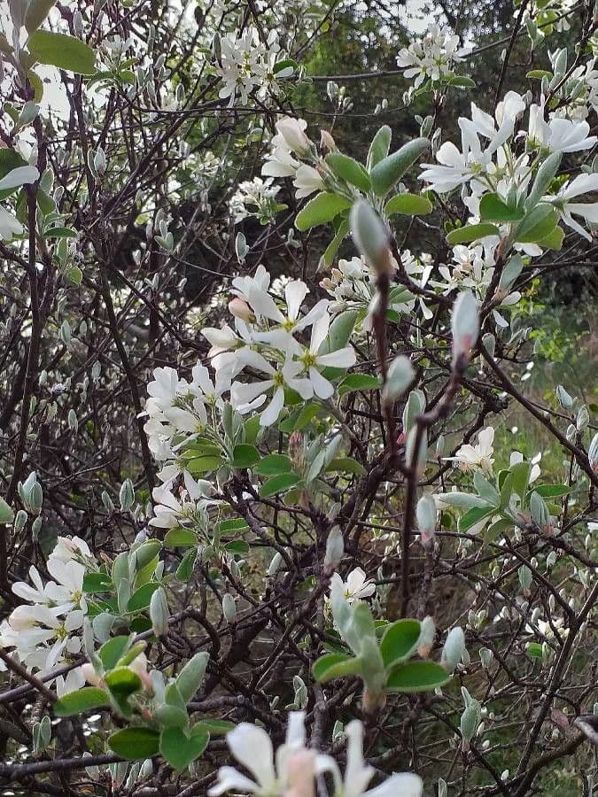 Amelanchier ovalis