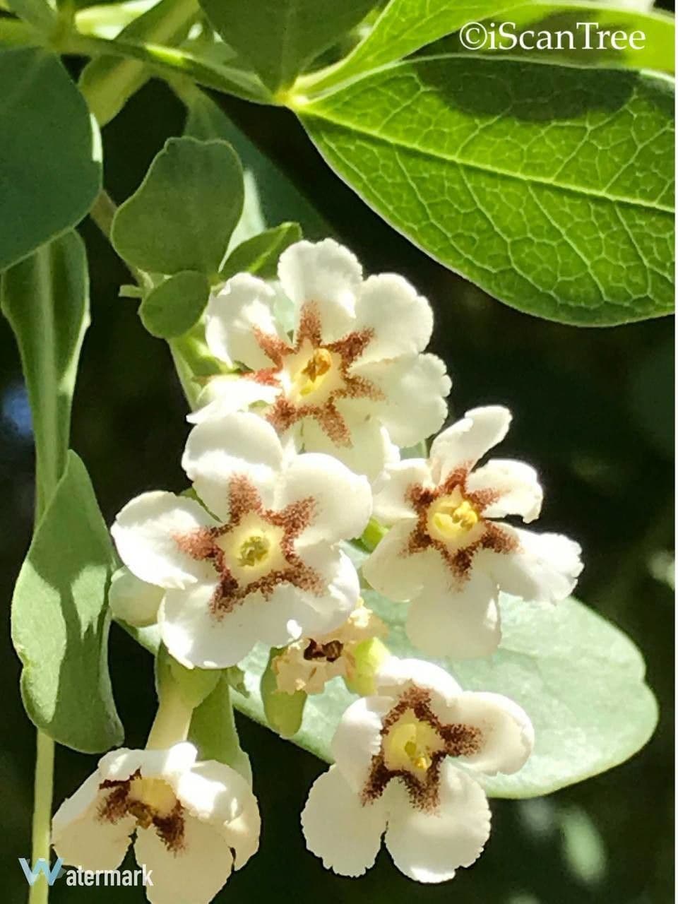 Schrebera alata