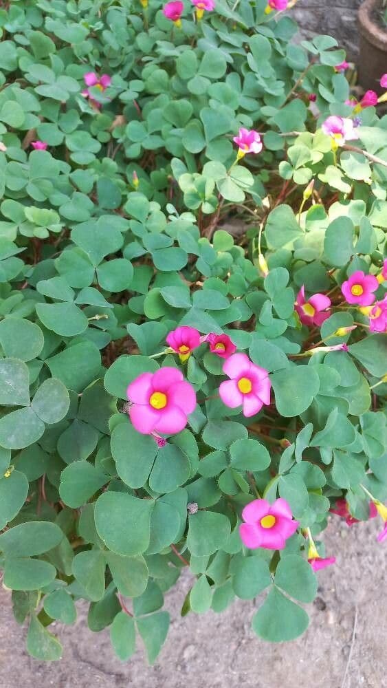 Oxalis purpurea