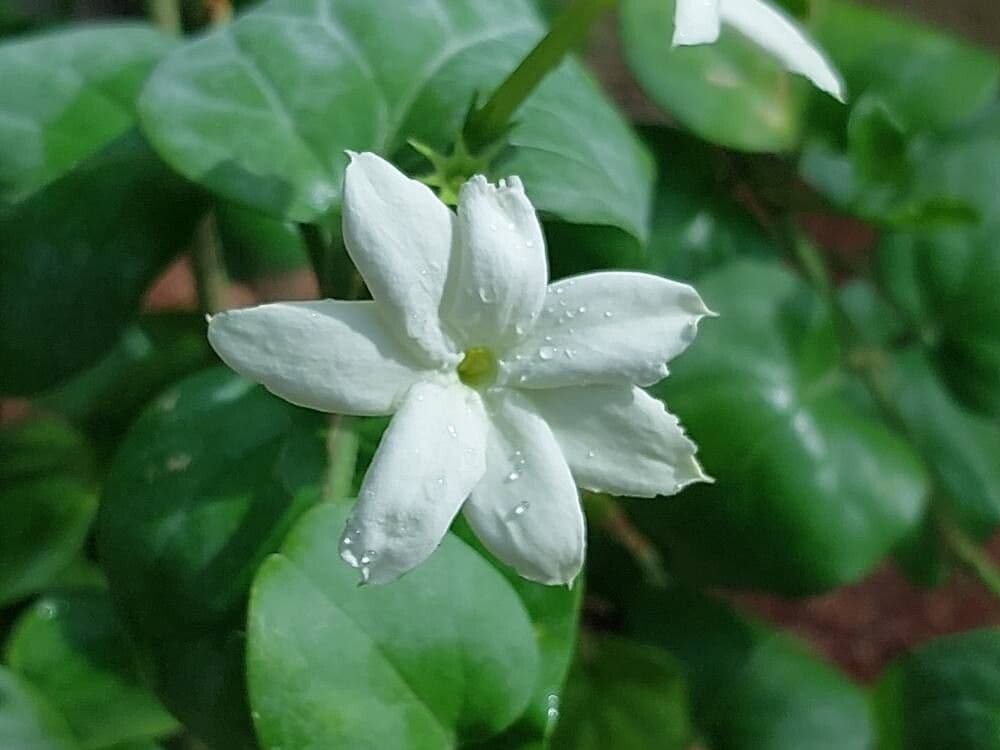 Jasminum sambac